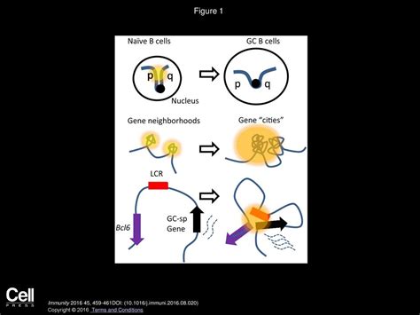 Looping around Bcl6 in Germinal Center to Sharpen B Cell Immunity - ppt ...