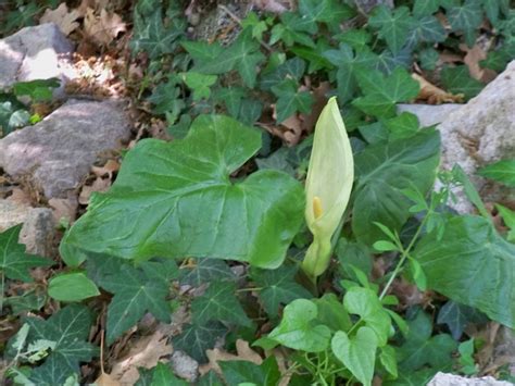 Arum italicum – Ballyrobert Gardens