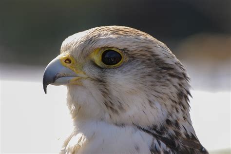 Gyrfalcon Photos, Download Free Gyrfalcon Stock Photos & HD Images