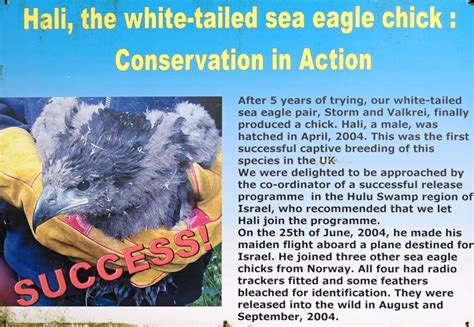 White-tailed Eagle Conservation sign - ZooChat