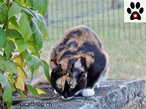 How to fight against fleas in a natural way | The Swiss Cats