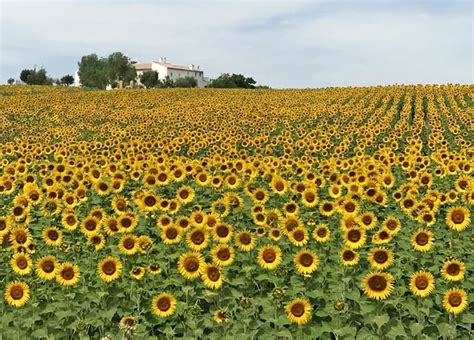 15 Breathtaking Flower Fields Around the World That You Have to Frolic ...