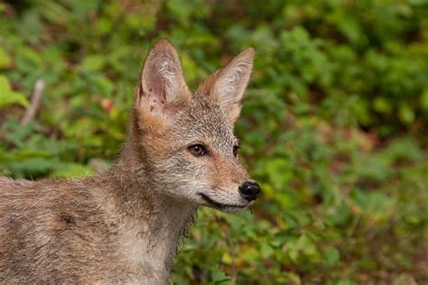 Best Coyote Pups Stock Photos, Pictures & Royalty-Free Images - iStock