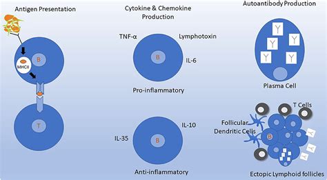 What Is The Mechanism Of Action Of Ocrelizumab? Quora, 52% OFF