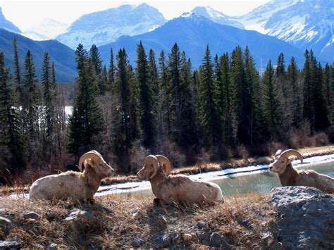 Canadian Rockies' wildlife : Photos, Diagrams & Topos : SummitPost