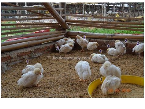 Gumboro diseases, infectious bursal disease symptoms in chickens