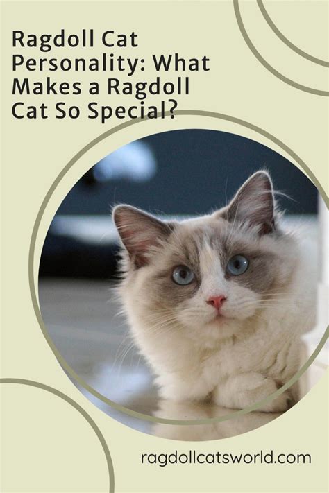 Ragdoll Cat Personality: What Makes Them Special