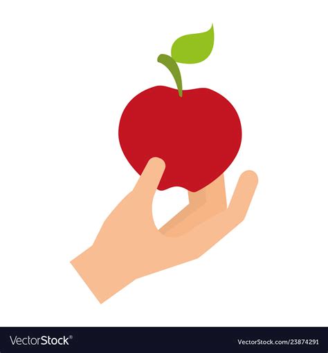 Hand holding fresh apple Royalty Free Vector Image