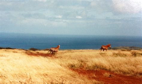 Molokai ranch Wildlife Safari Tour Maunaloa Hawaii Been there ! Donne that ! Loved it ...