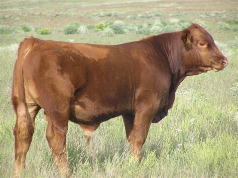 BULL CALVES - PLADSEN RED ANGUS