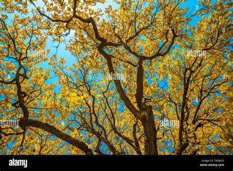 Autunm trees in the park, perfect fall scenery Stock Photo - Alamy