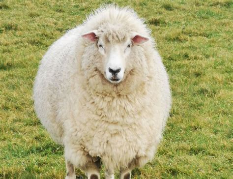 The Galway Breed – Breed Conservation – Galway Sheep Breeders Association