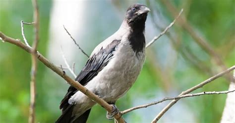 Hooded Crow Behavior - AnimalBehaviorCorner