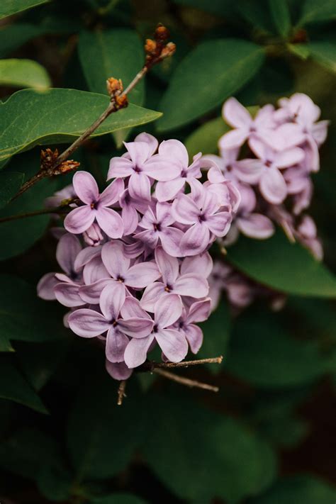 Lilac Bush Pictures | Download Free Images on Unsplash