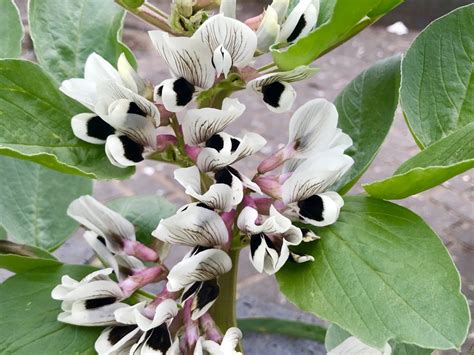 Vicia faba, Fava Bean | Online Flower Garden