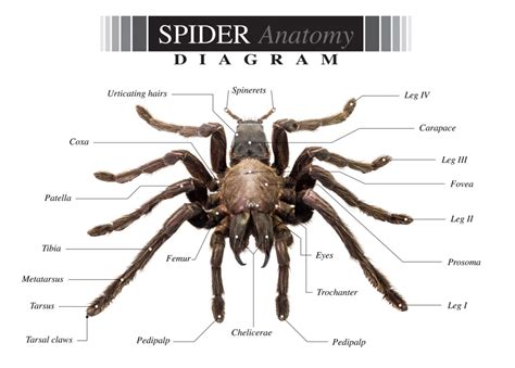 A Comprehensive Guide to Spider Anatomy, Behavior, & Identification - Zunex Pest Control