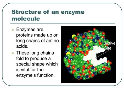 PPT - Revision lesson on enzymes PowerPoint Presentation, free download - ID:5614971