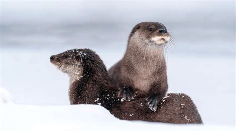 Charming Otters: A Stunning HD Wallpaper