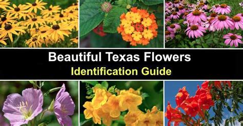 36 Texas Flowers With Pictures (Native and Non-Native) - Identification ...