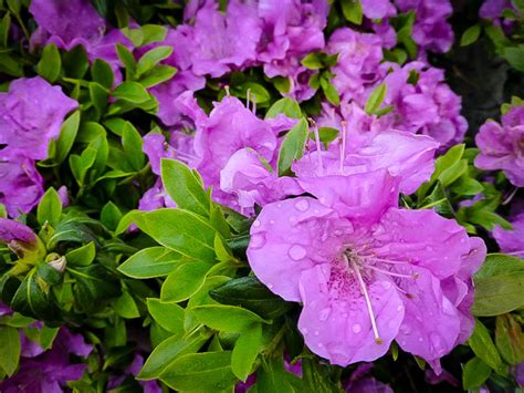 Autumn Lilac Encore Azalea Shrub