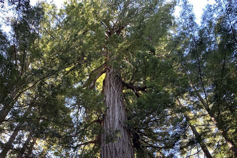 Big Basin Redwoods State Park - Sempervirens Fund