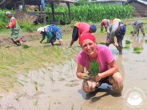 Rice plantation day Bardia National Park Nepal - BARDIA HOMESTAY NEPAL