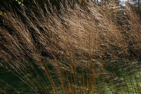 Molinia caerulea subsp. arundinacea 'Transparent' – Ballyrobert Gardens