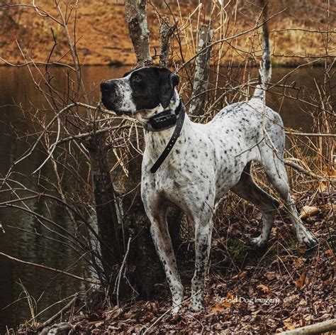 Breed Review: English Pointer (16 Pics) - PetTime