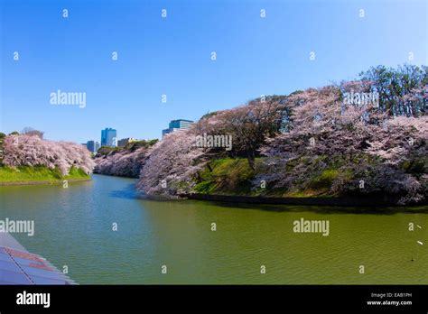 Imperial Palace Cherry Blossoms Stock Photo - Alamy