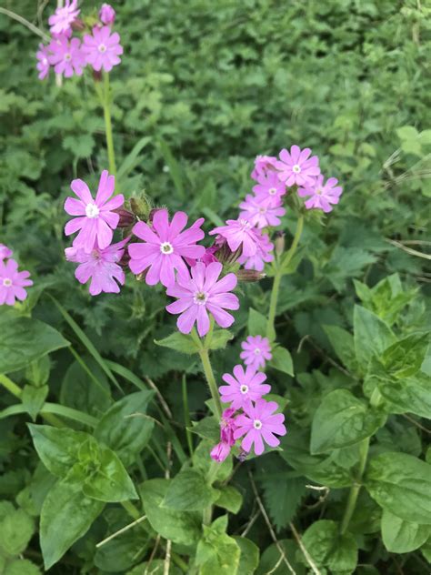 Red Campion Seeds - Jubilee Seeds & Turf