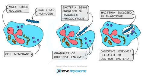 Phagocyte Diagram