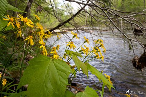 Wildflowers of the Great Smoky Mountains, the April Edition | Travel ...