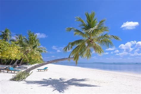 Foto Pohon Kelapa Di Pantai · Foto Stok Gratis