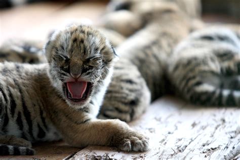 Photos of Tiger Cubs | POPSUGAR Pets