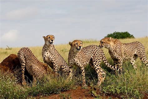 Cheetah Reintroduction in India: A Detailed Explanation