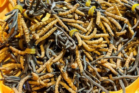 Cordyceps — Stock Photo © jingaiping #40207461