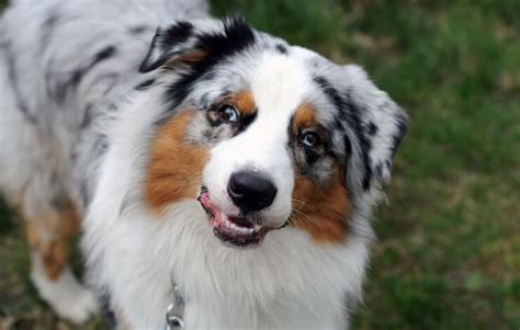 Border Collie Australian Shepherd Mix: Everything You Need To Know | Perfect Dog Breeds