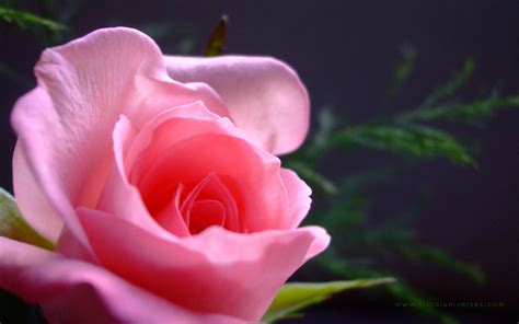 Natural HD Wallpaper: pink rose meaning | pink roses | pink rose wallpaper | light pink roses ...