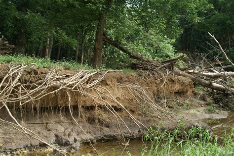 File:Pimmit bank erosion.JPG - Wikimedia Commons