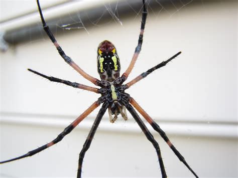 My New Pet Orb Weaver Spider – Blog | Jeremy Glover