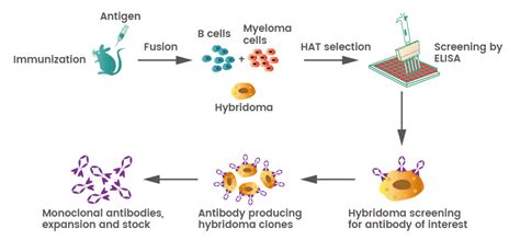 Describe How a Human Can Produce Different Antibodies - Yadiel-has-Villa