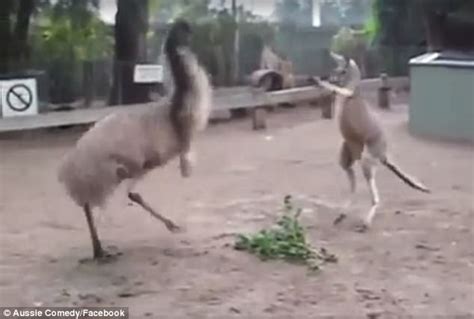 Emu Vs Kangaroo