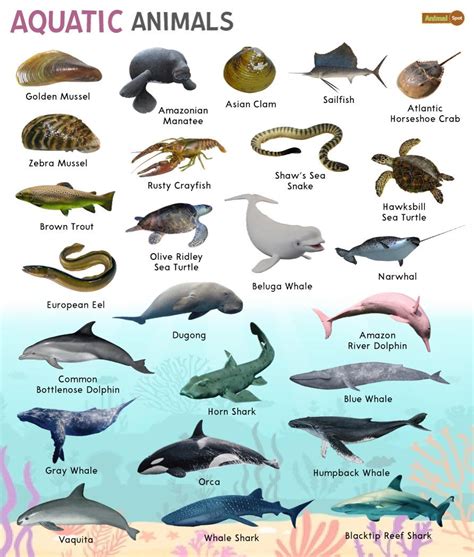 Aquatic Animals – Facts, List, Pictures