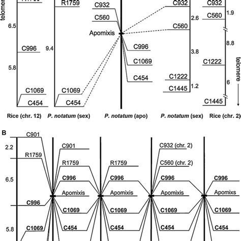 Reproductive pathways characterizing amphimixis (sexual reproduction ...