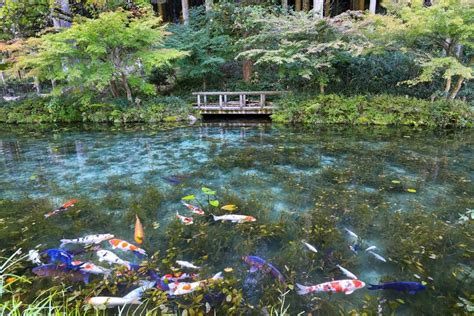 See water lilies at Monet’s Pond