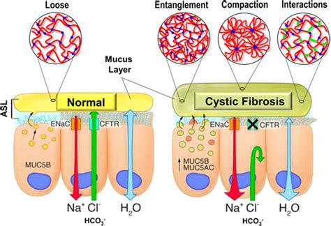 Mucus, mucins, and cystic fibrosis - Morrison - 2019 - Pediatric ...