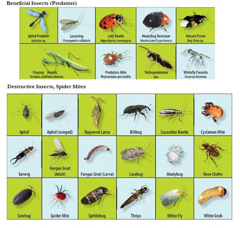 Beneficial and Destructive Garden Insects Chart | Beneficial insects ...