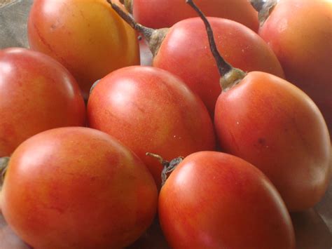 Taste of Nepal: Tree Tomato - Tyammatar