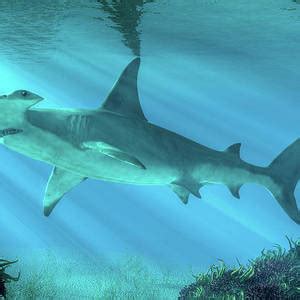 Hammerhead Shark Attack Digital Art by Daniel Eskridge - Fine Art America