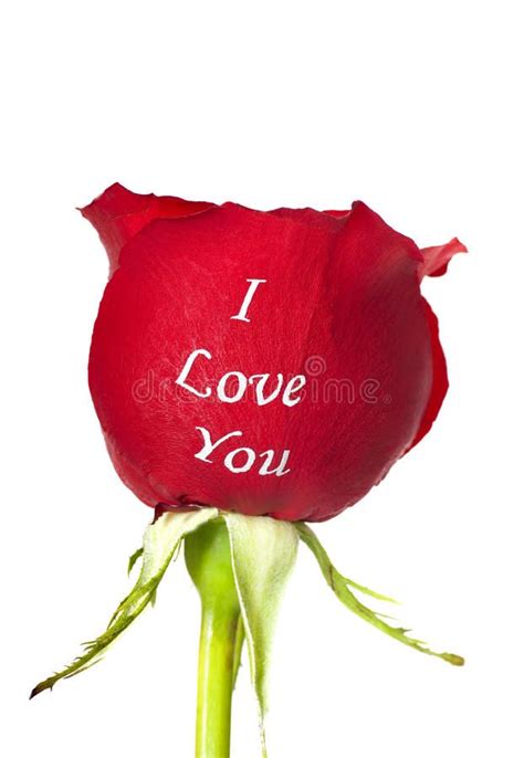 Beautiful Red Roses Images, Love Rose Images, Flower Images Free, Love ...